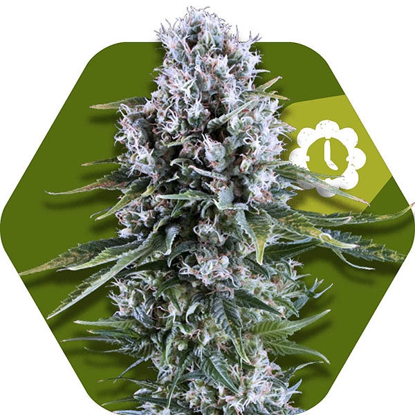 Northern Lights XL Automatic Hanf Samen