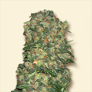 NY Diesel Hanf Samen
