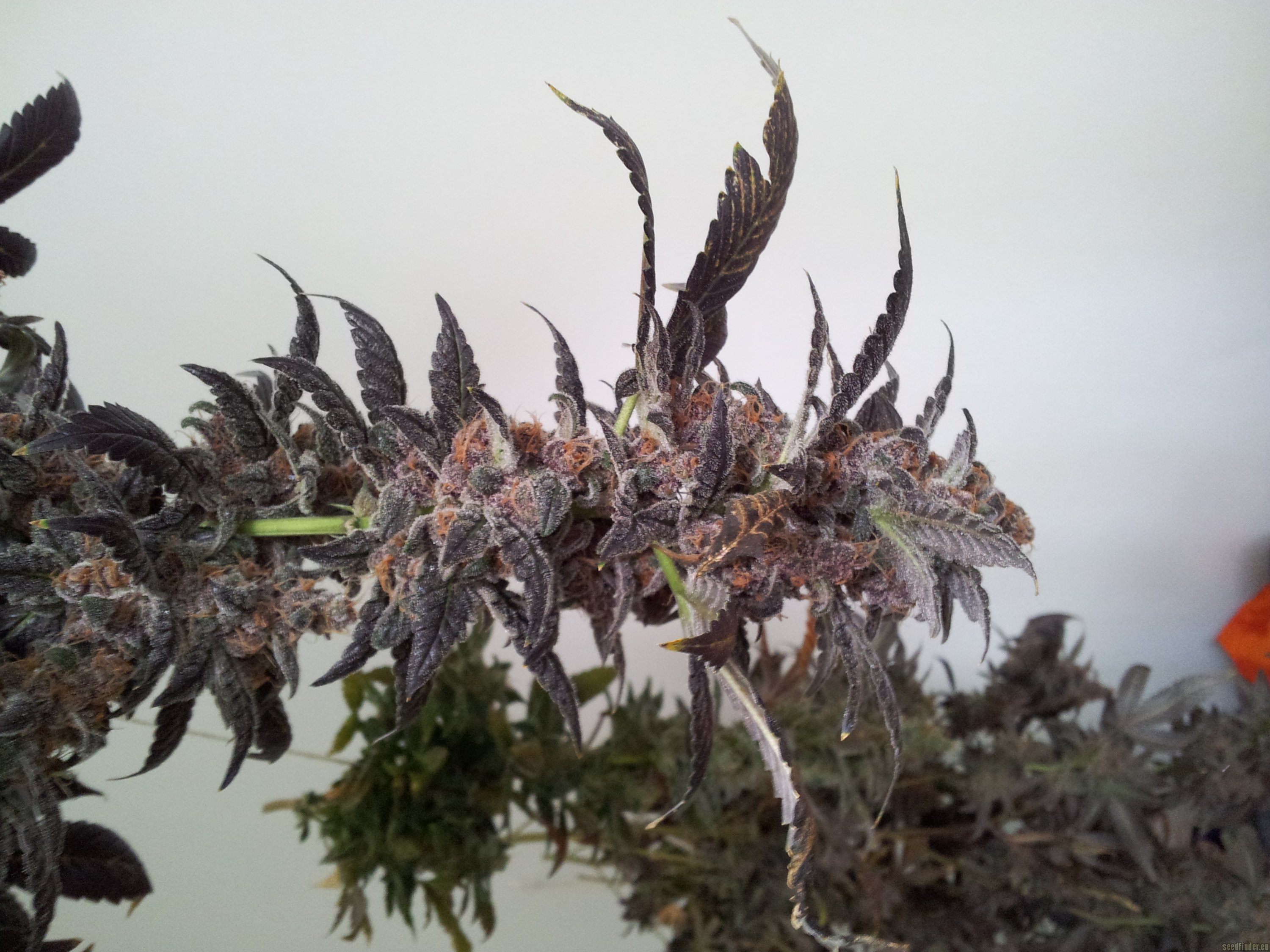 NY Purple Diesel Hanf Samen