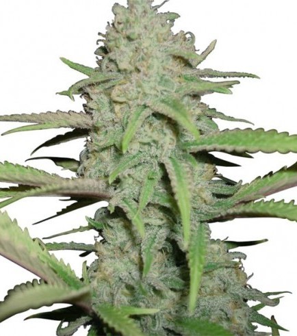 OG Kush Autoflowering Hanf Samen