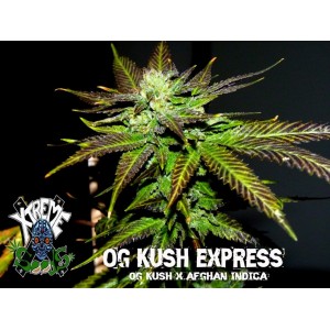 OG Kush Express Hanf Samen