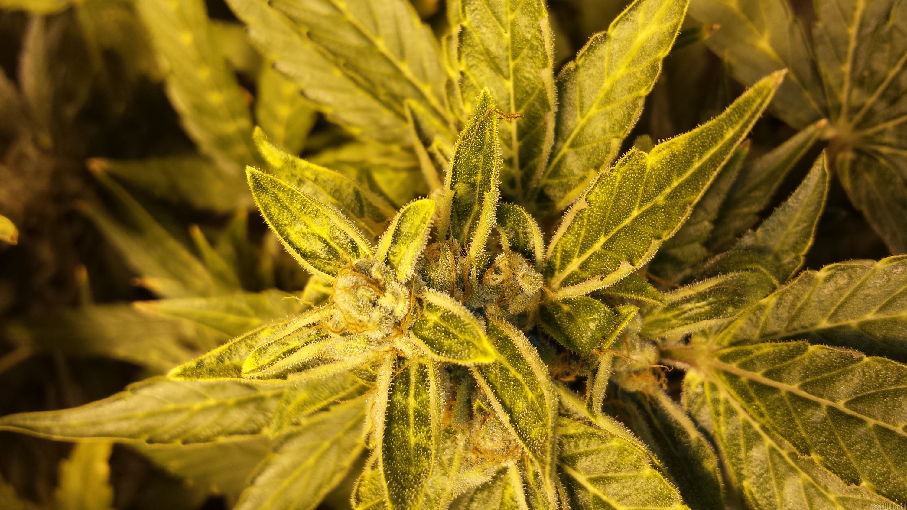 Original Amnesia Autoflowering Hanf Samen