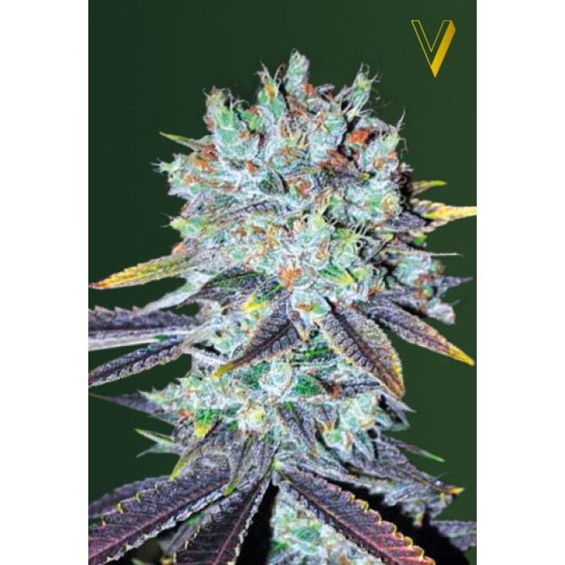 Original Blueberry Hanf Samen