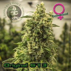 Original G13 Haze Hanf Samen