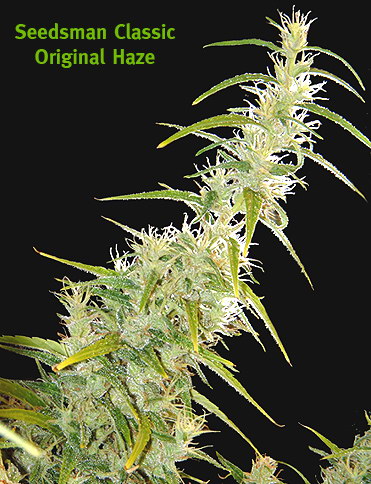 Original Haze Hanf Samen