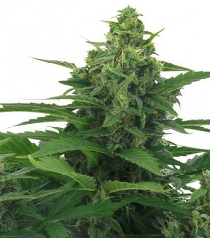 Original Skunk Autoflowering Hanf Samen