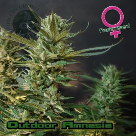 Outdoor Amnesia Hanf Samen