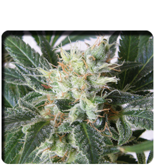 P. Plant Hanf Samen