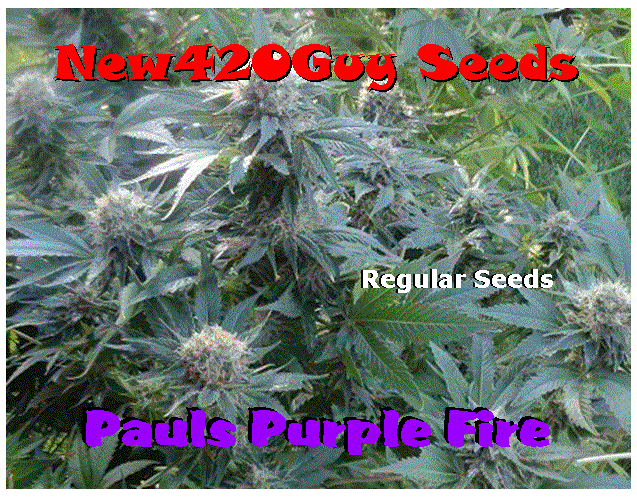 Pauls Purple Fire Hanf Samen