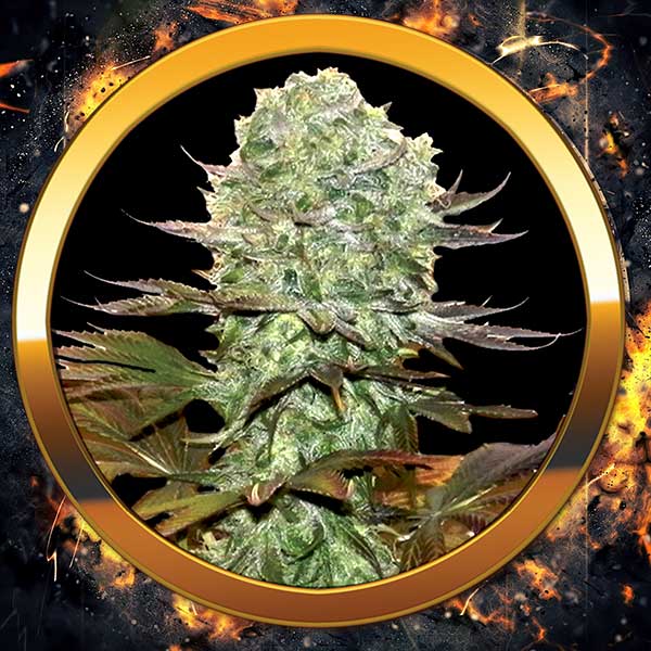 Pineaple Perfect Hanf Samen