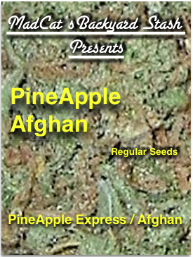 Pineapple Afghan Hanf Samen