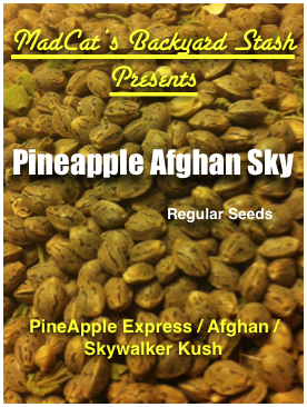 Pineapple Afghan Sky Hanf Samen
