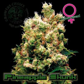 Pineapple Skunk Hanf Samen