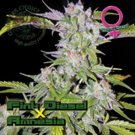 Pink Diesel Amnesia Autoflowering Hanf Samen