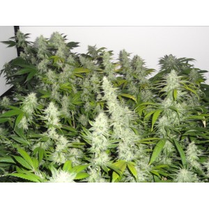 Platinum Banana OG Kush S1 Hanf Samen