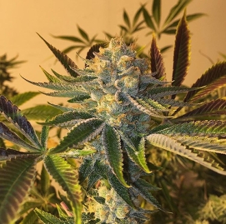Platinum Cheese Cake Hanf Samen