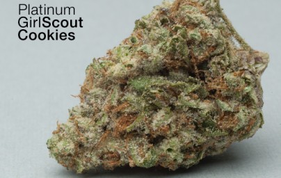 Platinum Cookies Hanf Samen