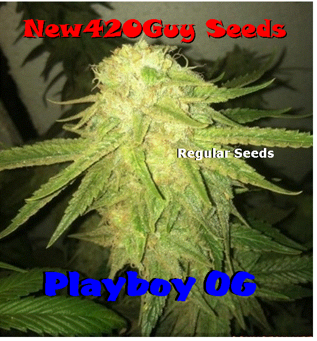 Playboy OG Kush Hanf Samen