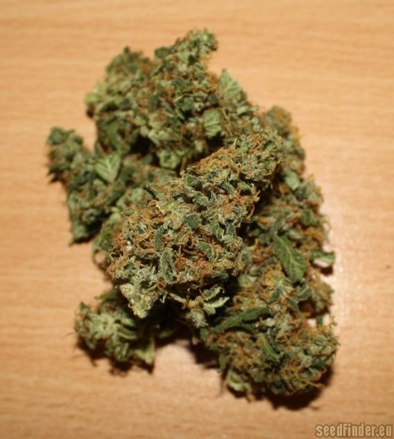 Power Skunk Hanf Samen