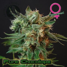 Pure Chocolope Hanf Samen