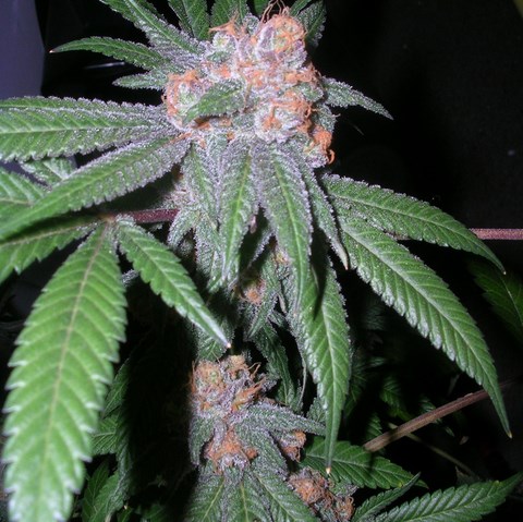 Pure Purple Skunk Hanf Samen