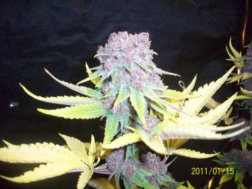 Purple Berry BX Hanf Samen