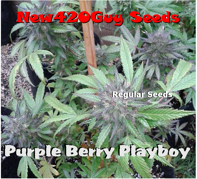 Purple Berry Playboy Hanf Samen