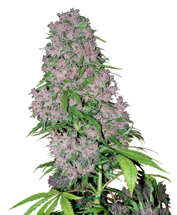 Purple Bud Hanf Samen