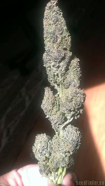 Purple Candy Hanf Samen