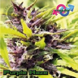 Purple Haze Hanf Samen