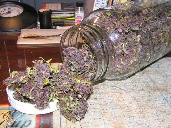 Purple Kush Hanf Samen