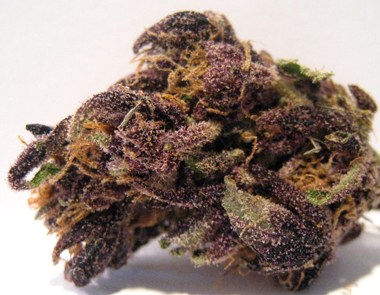 Purple Monkey Balls Hanf Samen