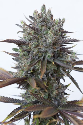 Purple Orange CBD Hanf Samen