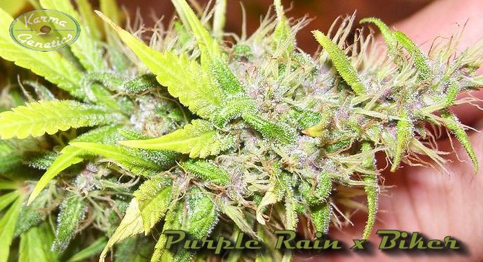 Purple Rain x Biker Kush Hanf Samen