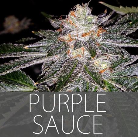 Purple Sauce Hanf Samen