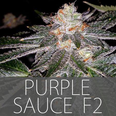 Purple Sauce F2 Hanf Samen