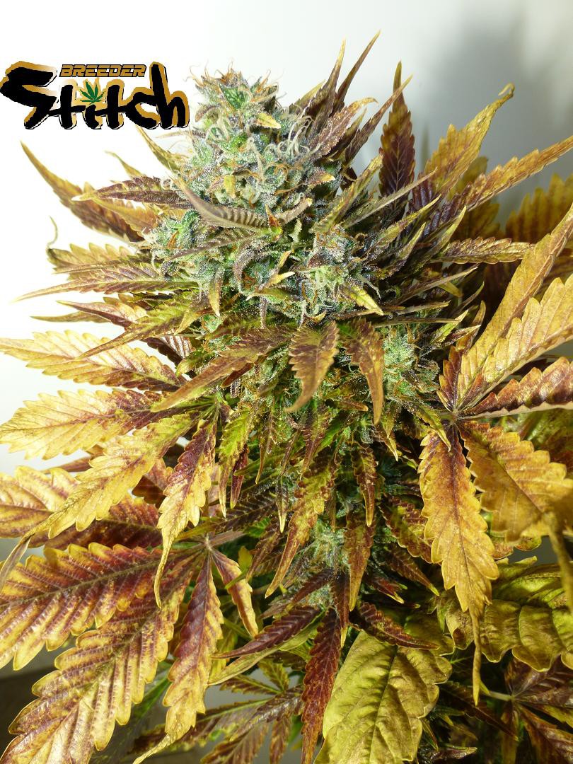 Purple Sirius Kush Hanf Samen