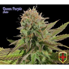 Queen Purple Auto Hanf Samen