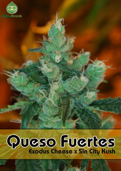 Queso Fuertes Hanf Samen