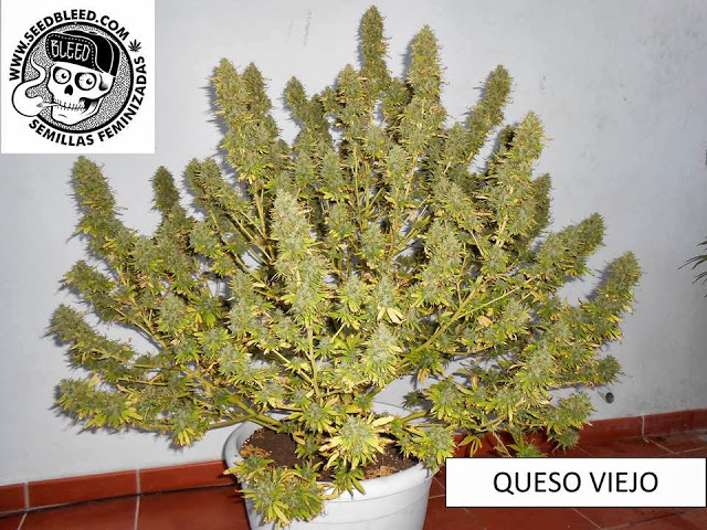 Queso Viejo Hanf Samen