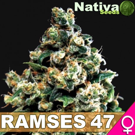 Ramses 47 Hanf Samen