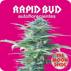 Rapid Bud Hanf Samen