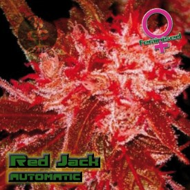 Red Jack Autoflowering Hanf Samen