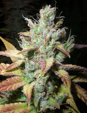 Romulan Diesel Hanf Samen