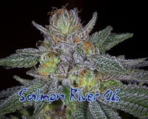 Salmon River OG Hanf Samen