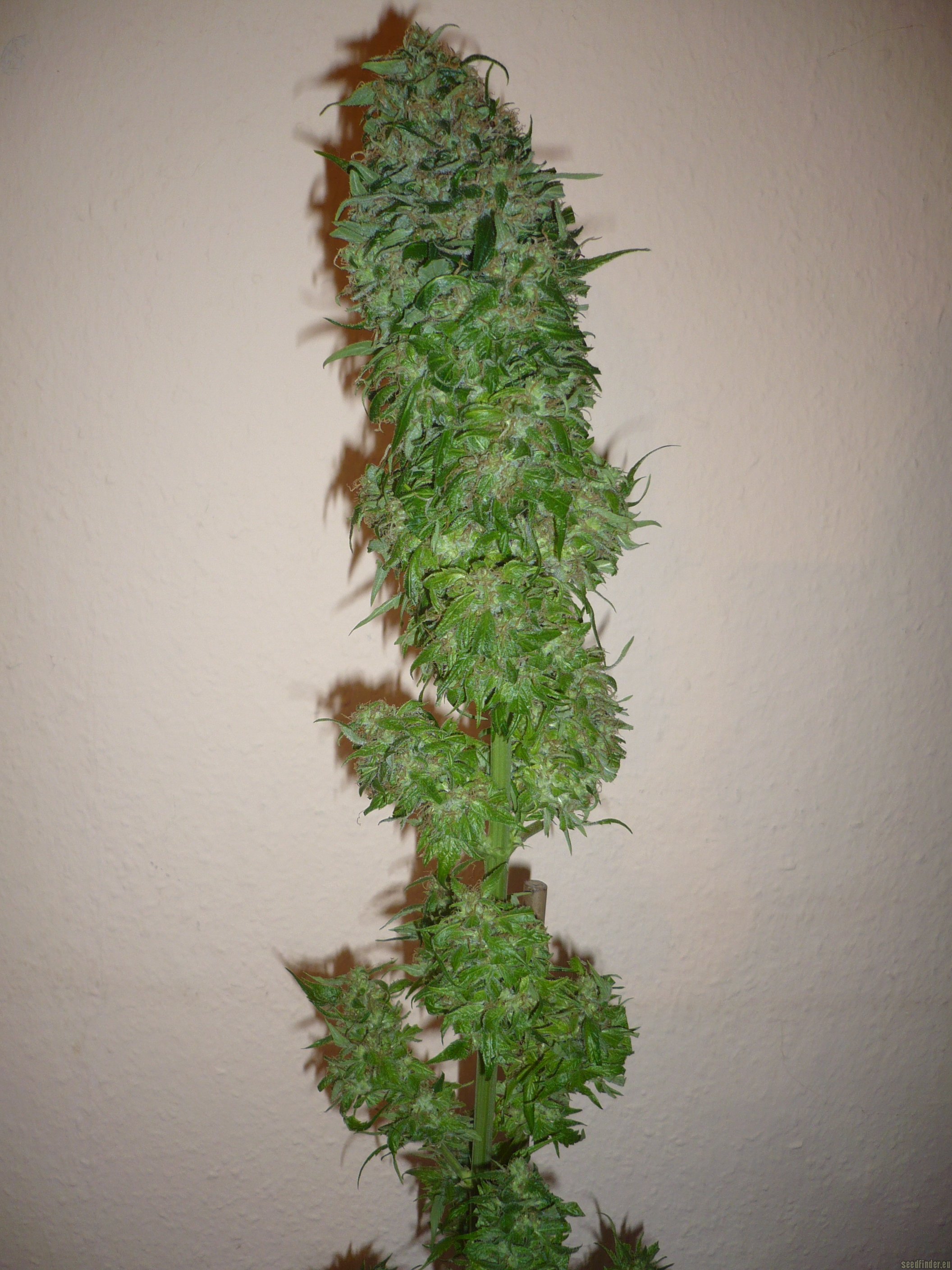 Santa Sativa Hanf Samen