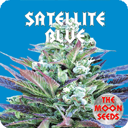 Satellite Blue Hanf Samen