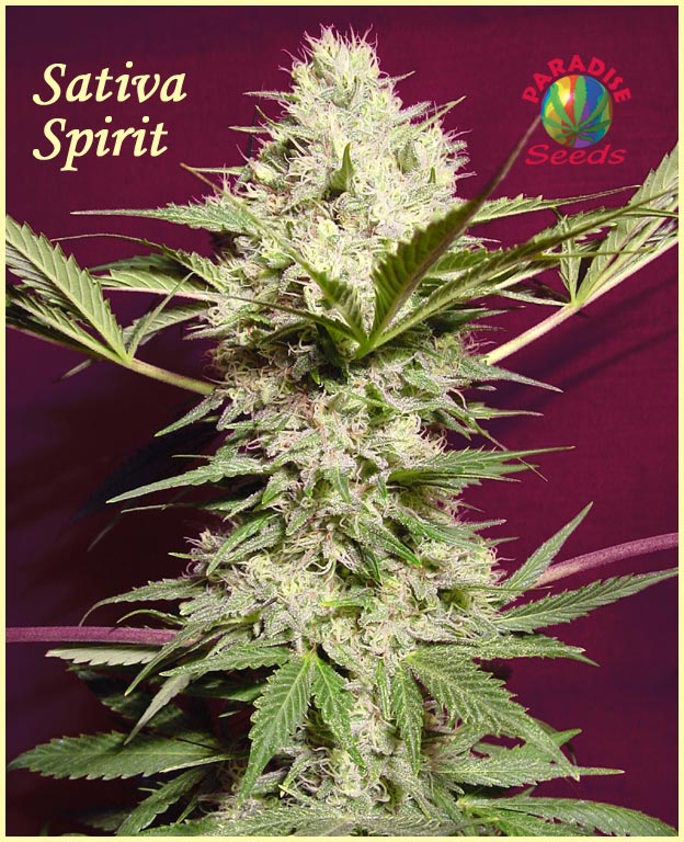 Sativa Spirit Hanf Samen