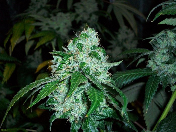SFV OG Kush BX2 Hanf Samen