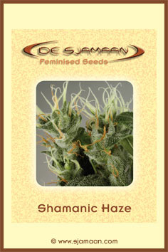 Shamanic Haze Hanf Samen